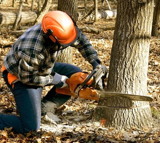 Tree Removal in Knobel, AR